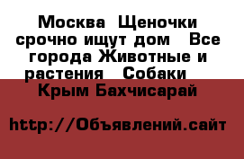 Москва! Щеночки срочно ищут дом - Все города Животные и растения » Собаки   . Крым,Бахчисарай